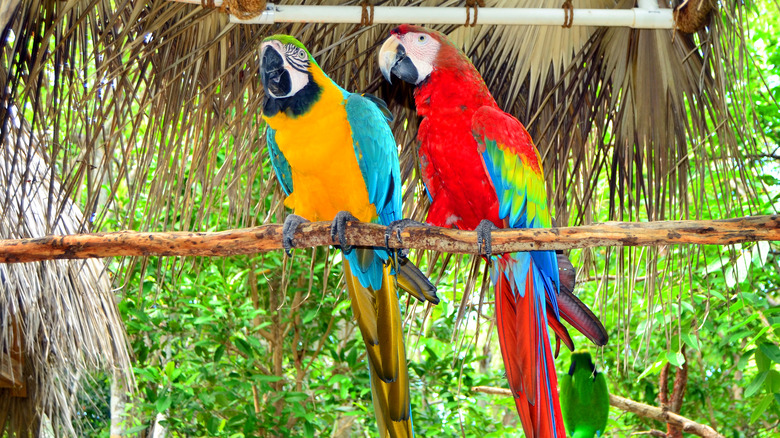 parrots on display
