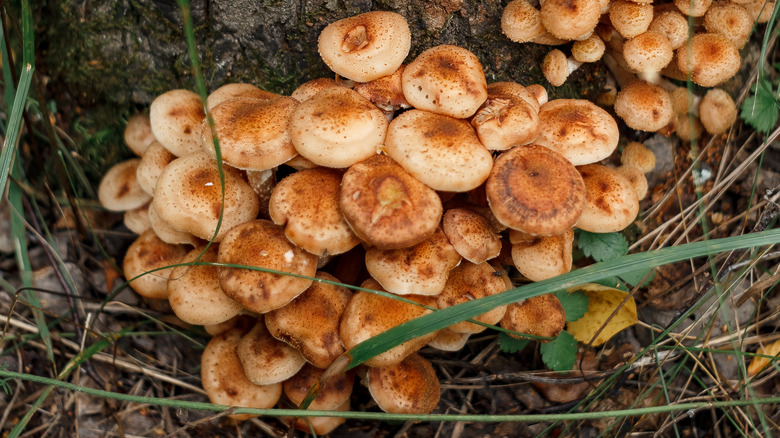 fungus