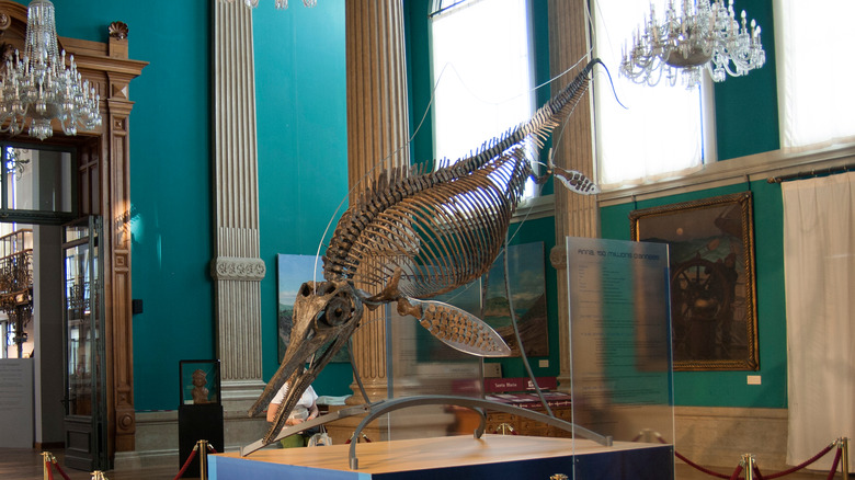  ichthyosaur fossil in museum 