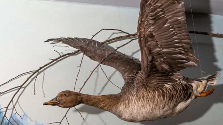 taxidermy wild duck in flight