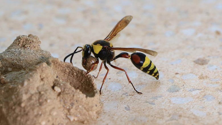 mud wasp makes a nest