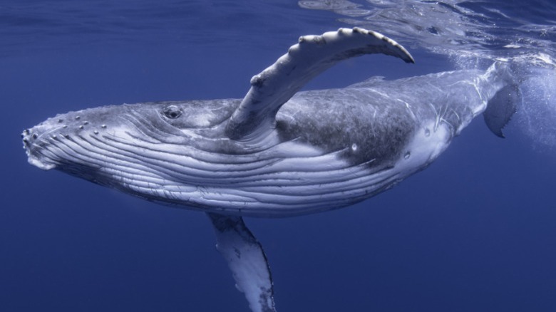 Baby humpback whale