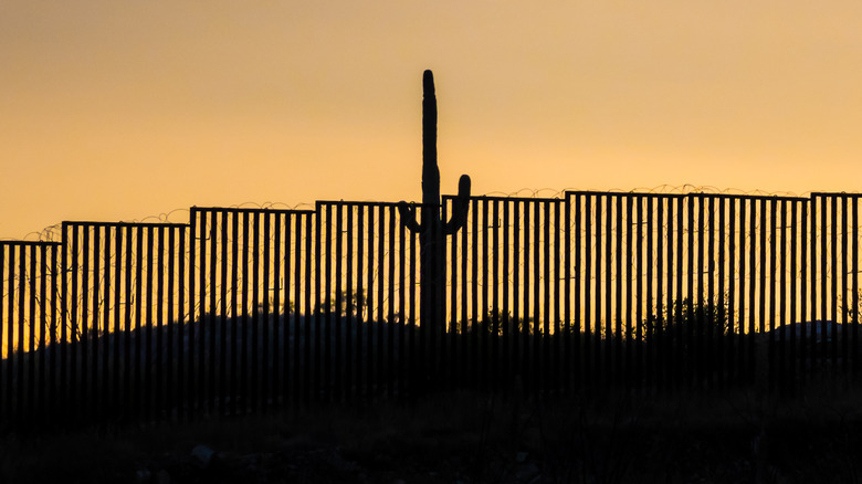 Cactus silhouetted by border fence low sun