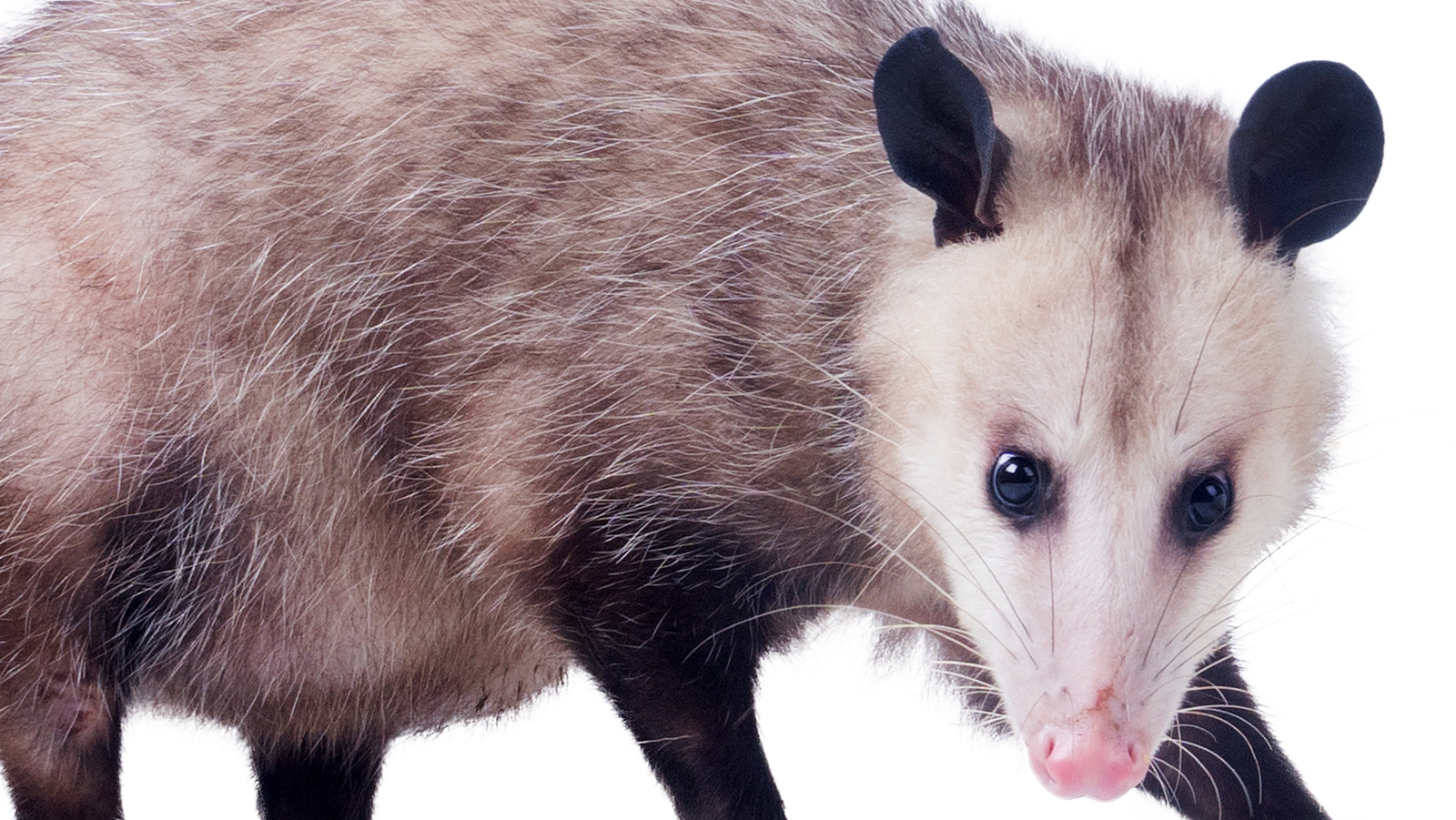 How An Opossum Could Be The Reason You Survive A Snakebite