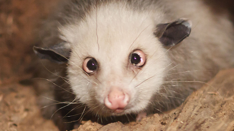 Young opossum