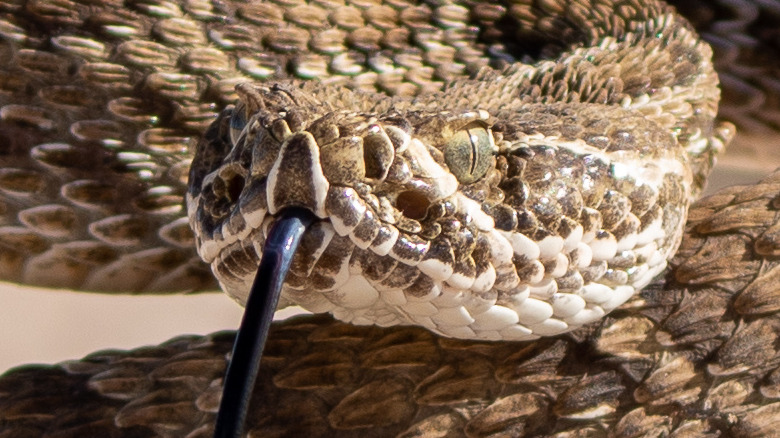 A poised rattlesnake