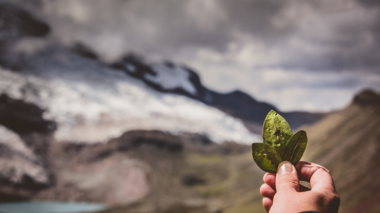 hand hold three coca leaves andes mountain in background