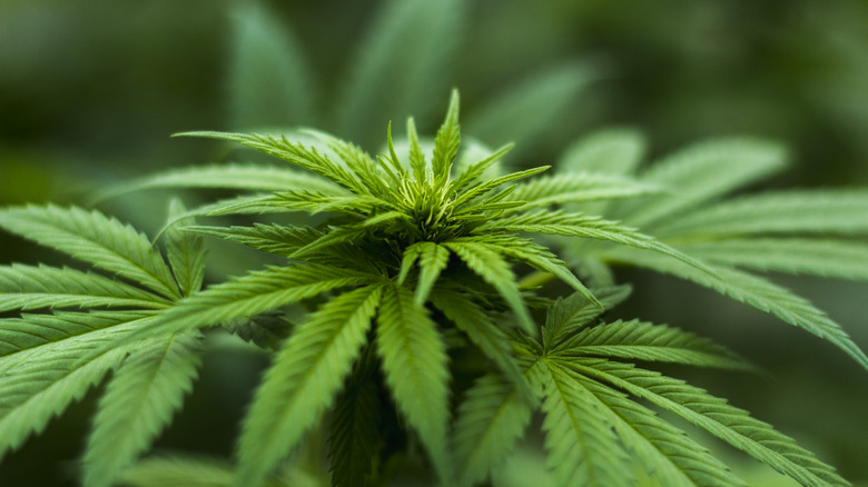 green cannabis plant closeup