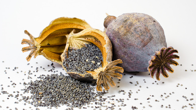 poppy heads with seeds