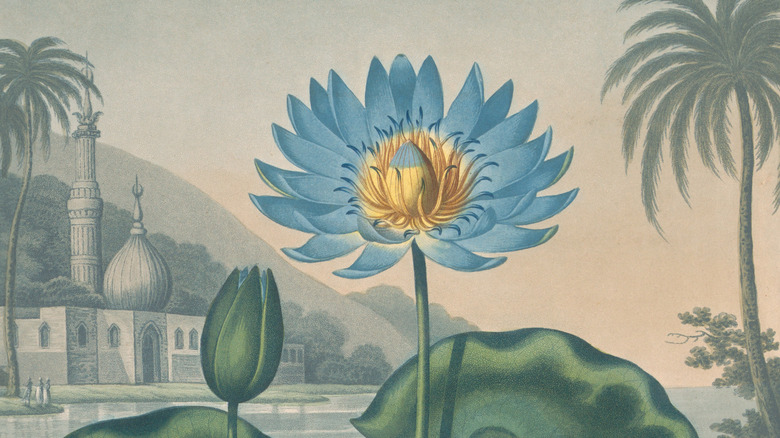 1804 illustration of Egyptian blue water lily