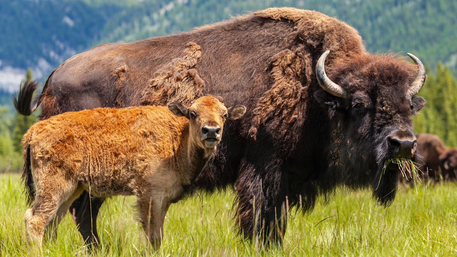 How Bison Became The National Mammal Of America