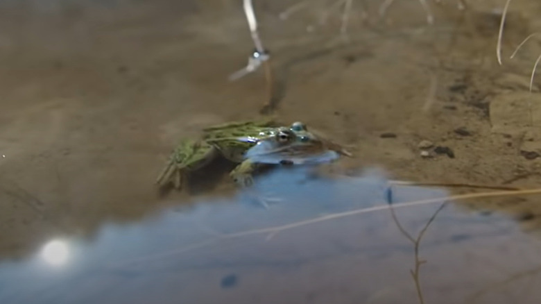 Frog floats in pond