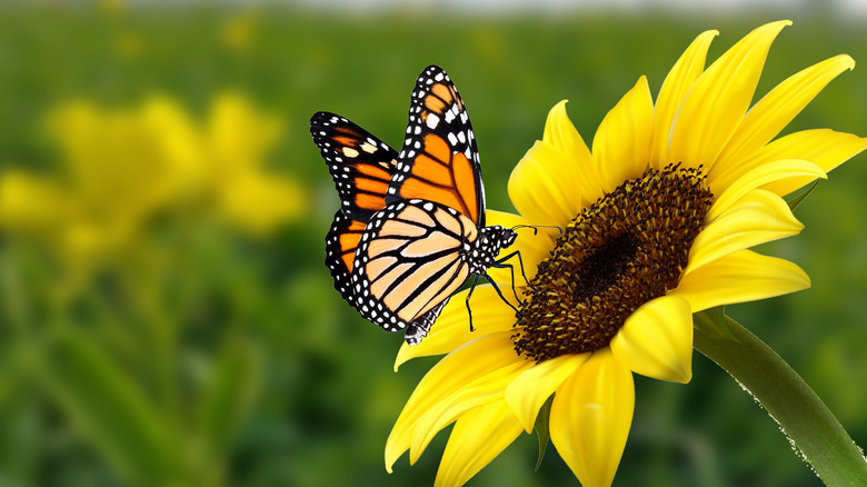 Monarch butterfly feeding on a sunflower