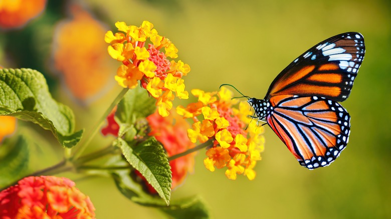 A monarch butterfly on flowers