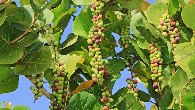 sea grapes