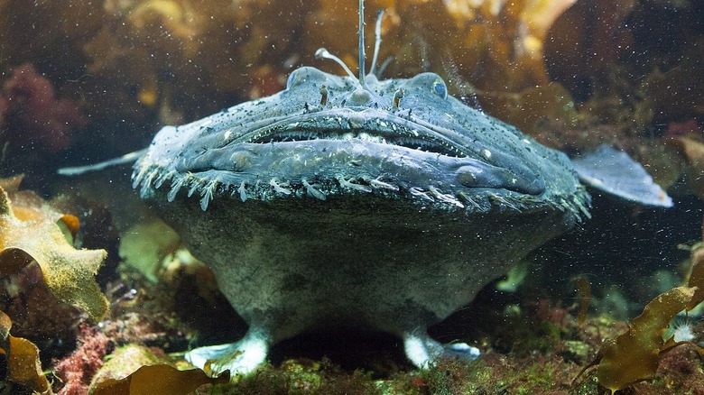 Angler fish waiting for prey