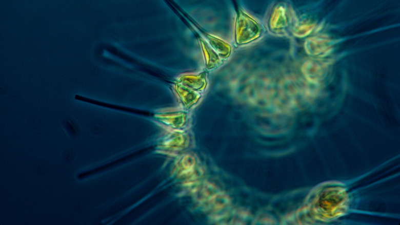 Phytoplankton floating in ocean