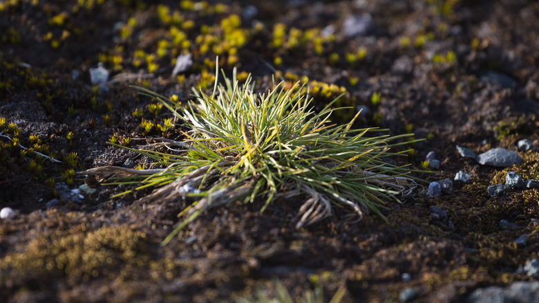 Tuft of Antarctic hair grass