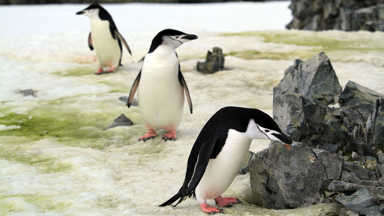 Penguins walking on green snow algae