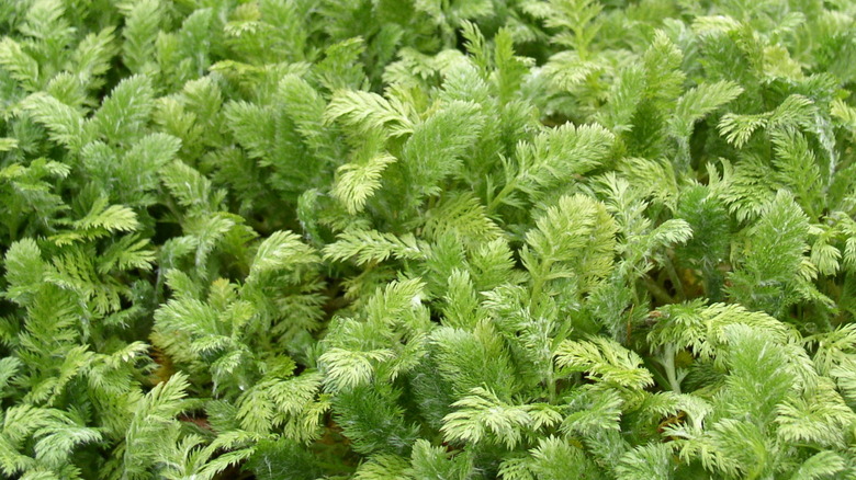 Feathery Leptinella plumosa leaves