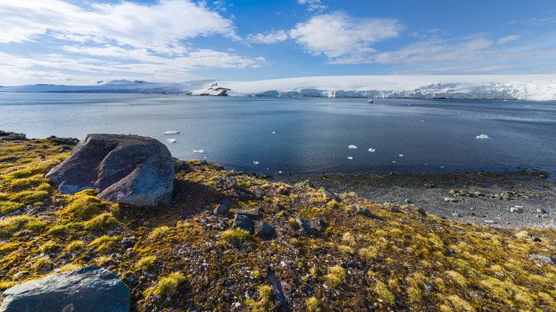 Grass on the Antarctic coast