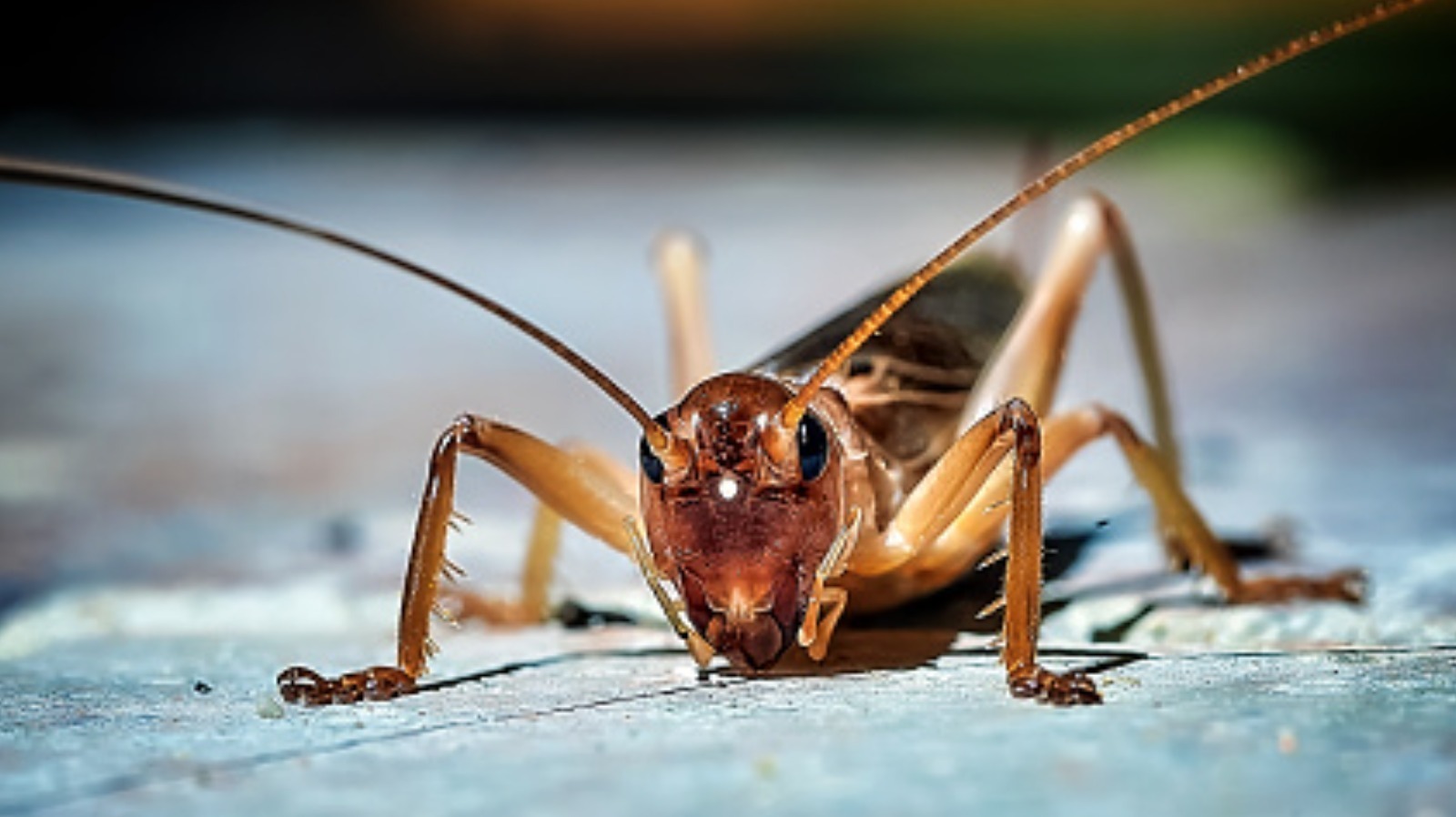 How Crickets Can Be Used To Predict The Temperature