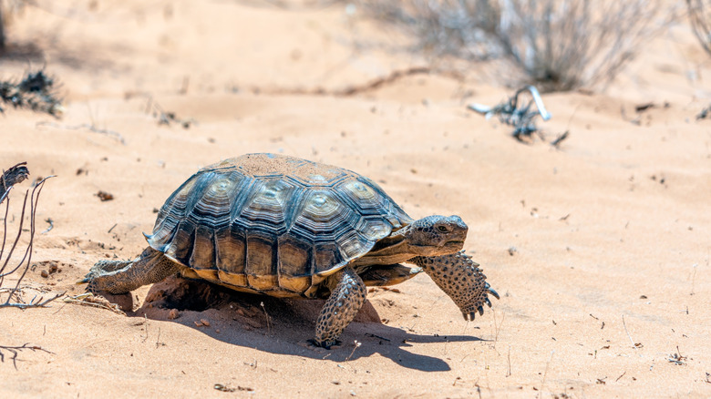 Turtle walking in sand