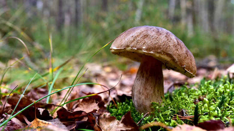 mushroom and moss on the forest floor