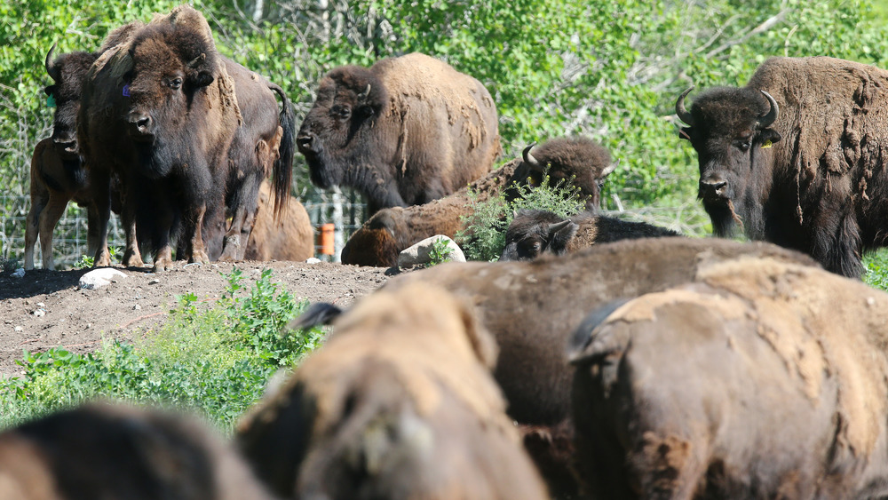 American buffalo, American bison