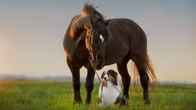 Horse and dog friends