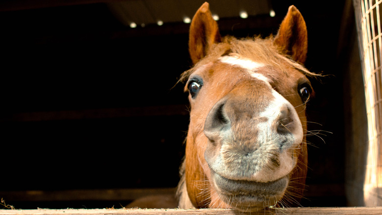 Smiling horse