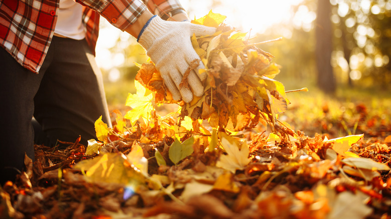 Gathering leaves