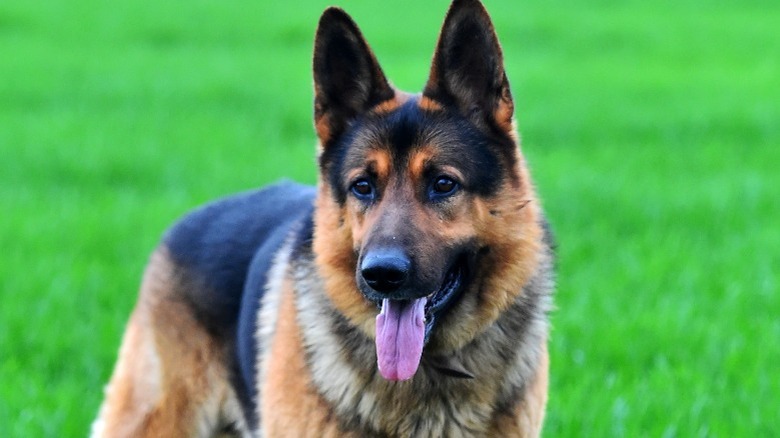 German Shepherd 