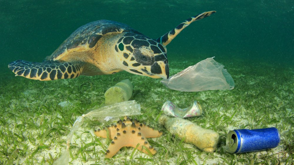 Sea turtle polluted water