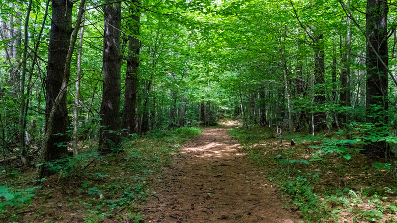 Woods in New Hampshire