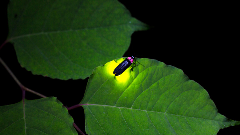a firefly on a leaf