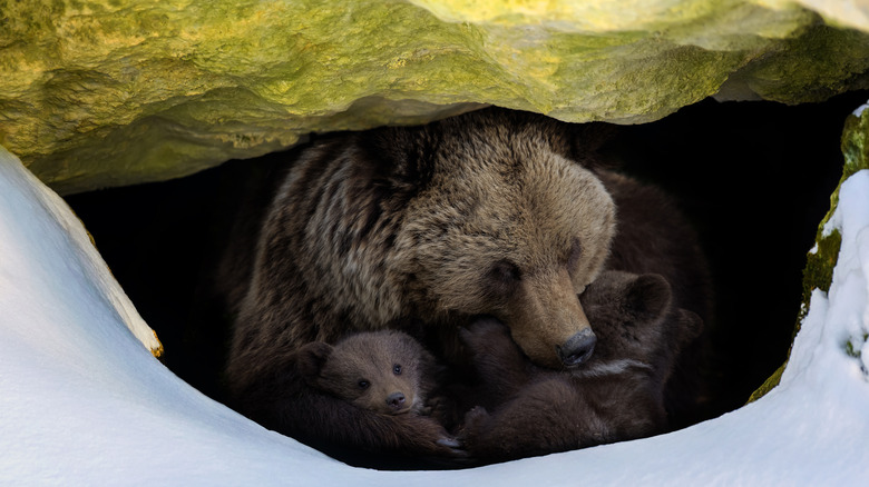 Bear with cubs in den 