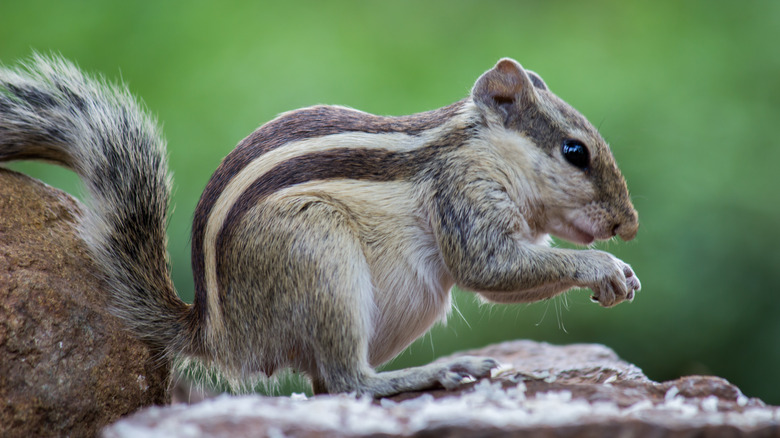 A squirrel eating on a rock