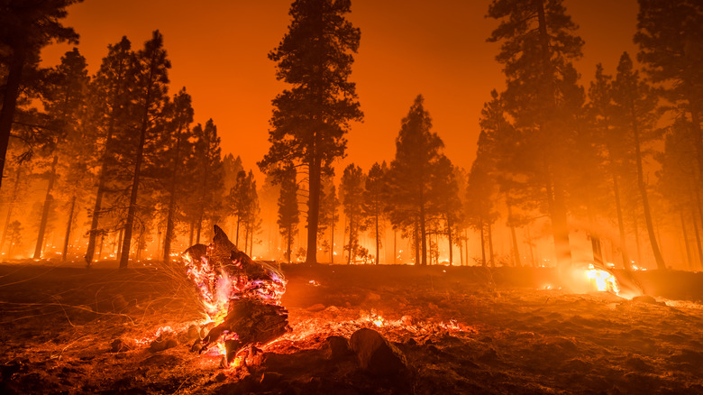 Stumps burning in a forest fire