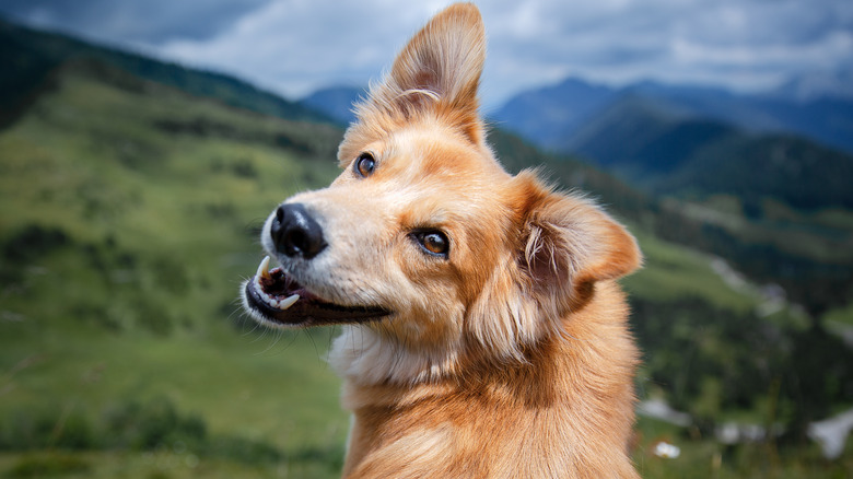 Dog looking back over shoulder outdoors