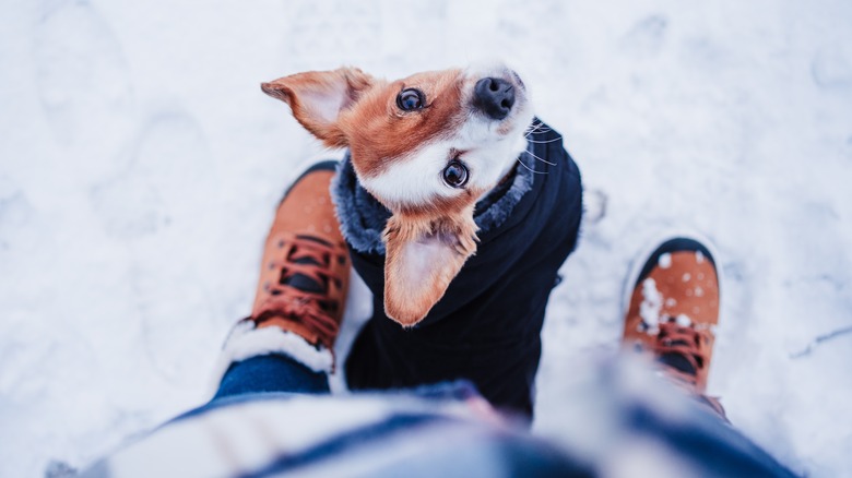 Dog looking up at a human