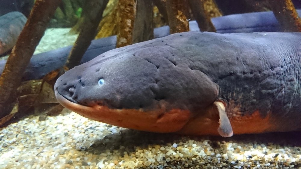 Electric eel