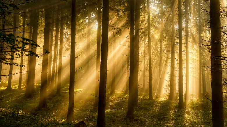 sunlight piercing through forest trees