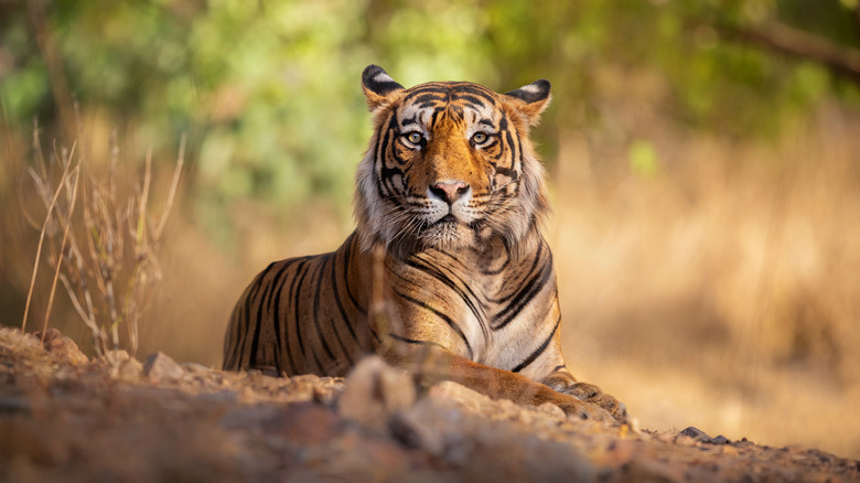 tiger resting and waiting for prey