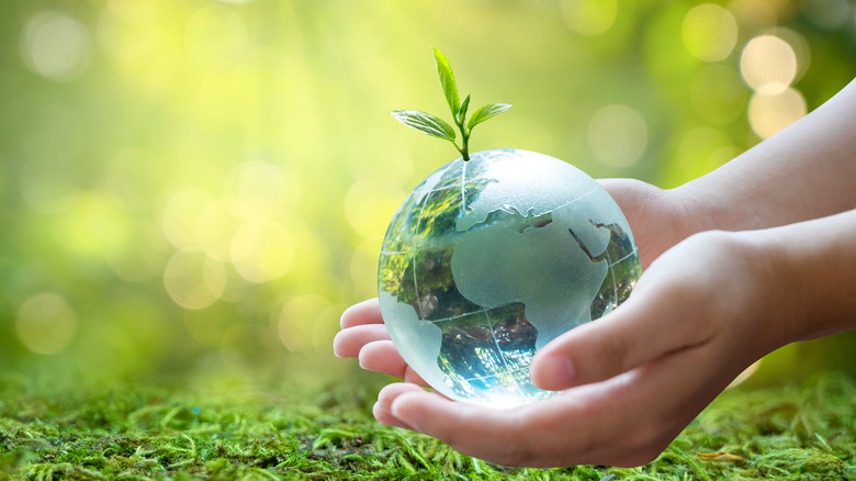 hand holding glass globe with plant