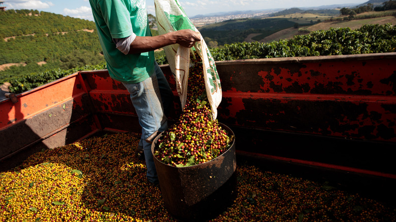 coffee cherries dumped in basket