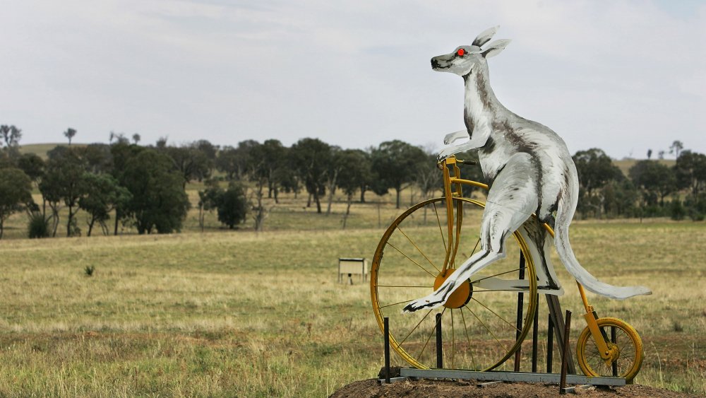 kangaroo, but with pennyfarthing