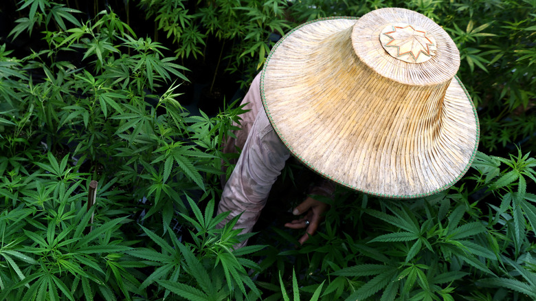 Farmer inspecting cannabis crop