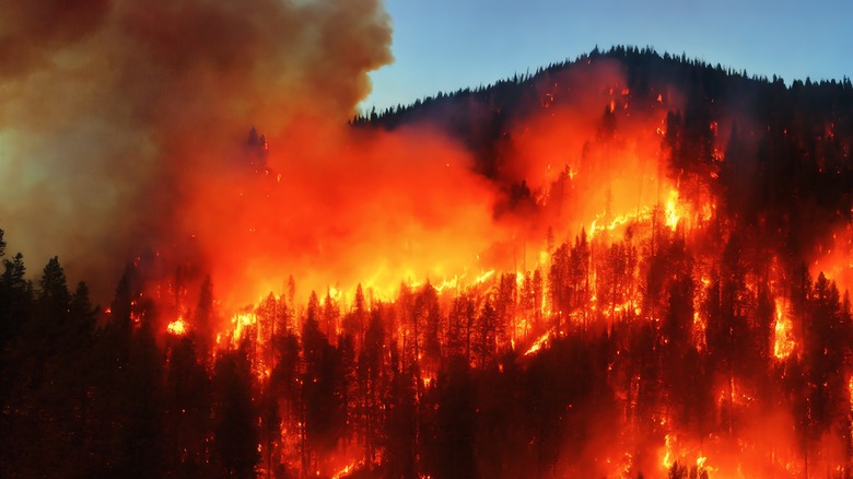 A wildfire giving off lots of smoke