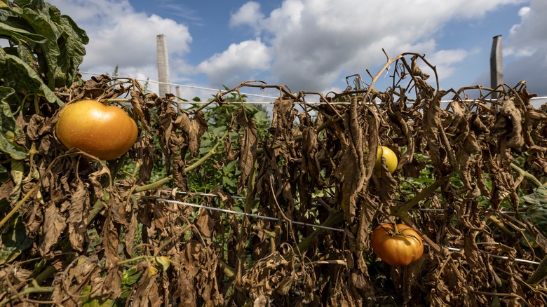 A failed tomato crop